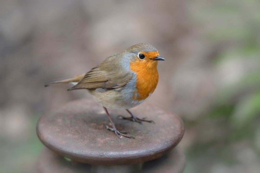 Cancer: The Protective Robin (Image Credits: Unsplash)