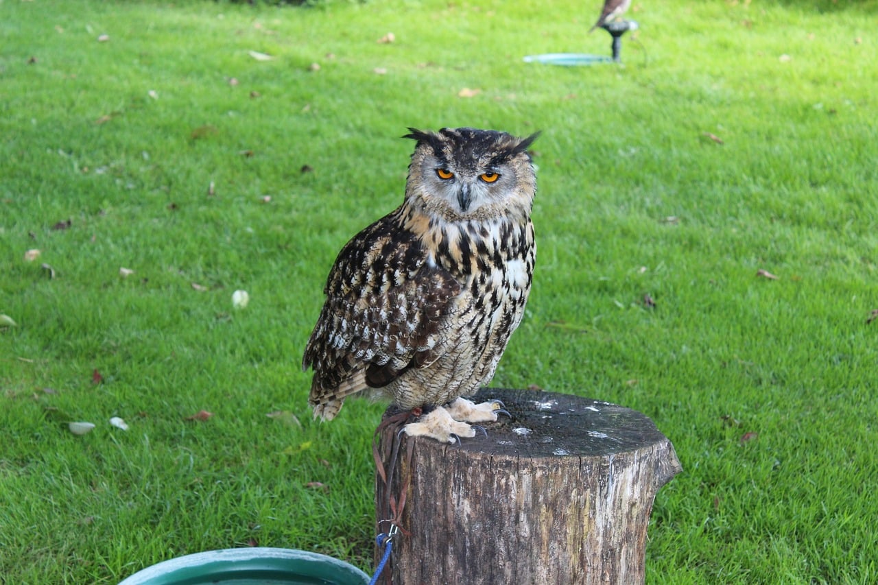 Virgo: The Wise Owl (Image Credits: Pixabay)