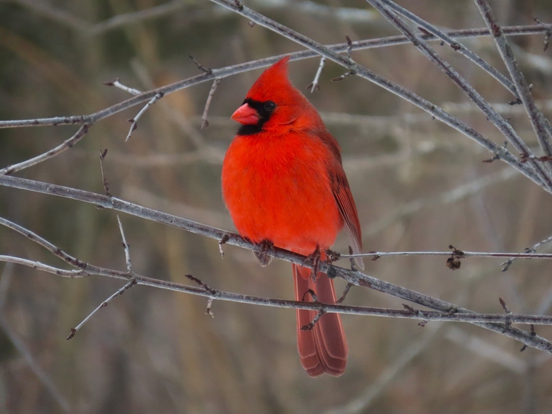Capricorn: The Determined Cardinal (Image Credits: Unsplash)