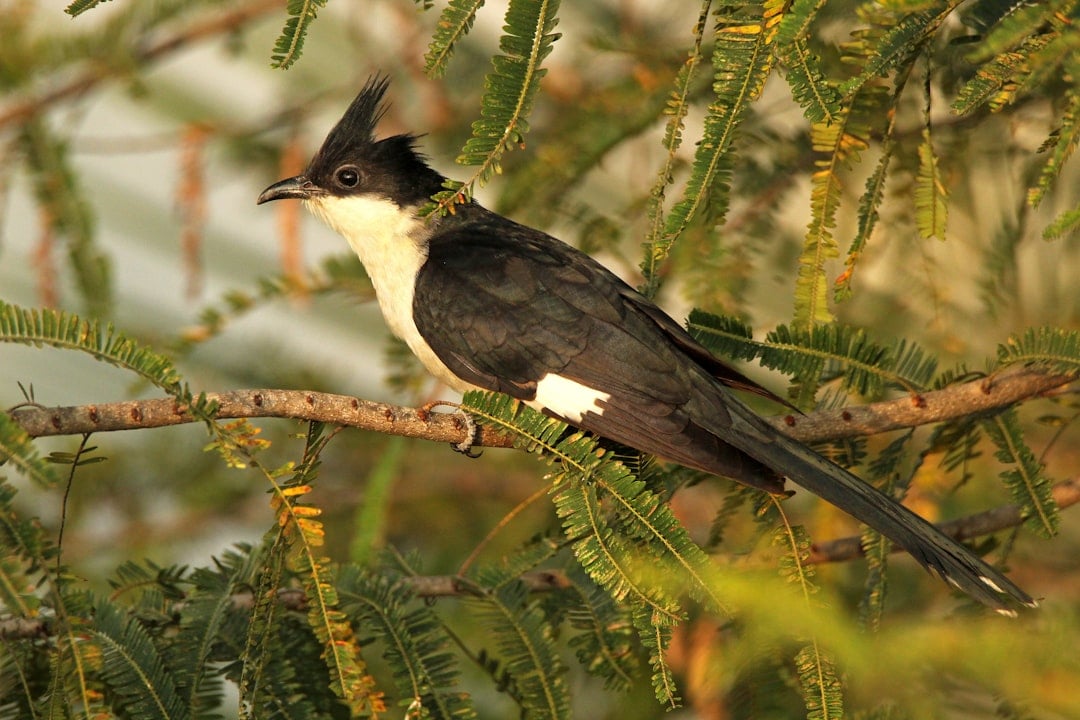 Aquarius: The Eccentric Cuckoo (Image Credits: Unsplash)