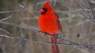 What Your Zodiac Sign's Spirit Bird Reveals About You