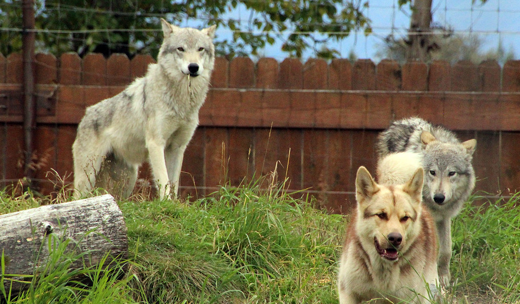 Social Learning Through Human Interaction (Image Credits: Flickr)