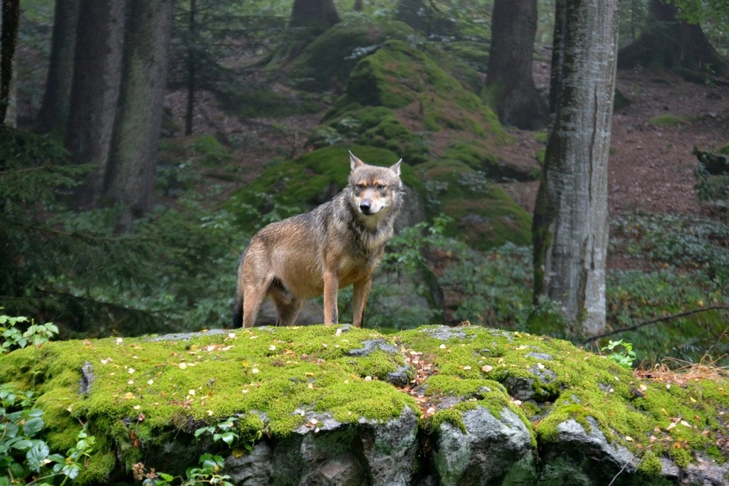 Mating Systems and Genetic Diversity Management (Image Credits: Rawpixel)