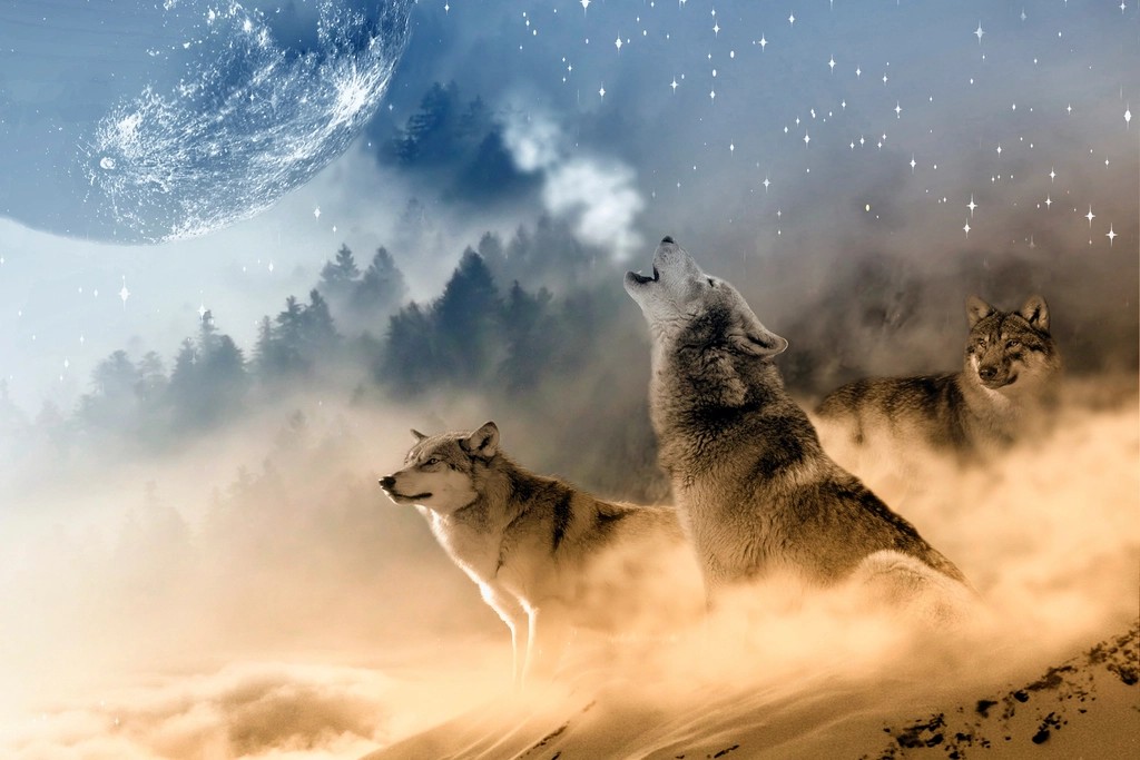 Communication Networks Across Pack Territories (Image Credits: Rawpixel)