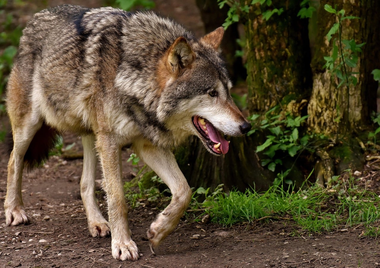 Conflict Resolution and Pack Hierarchy Dynamics (Image Credits: Pixabay)
