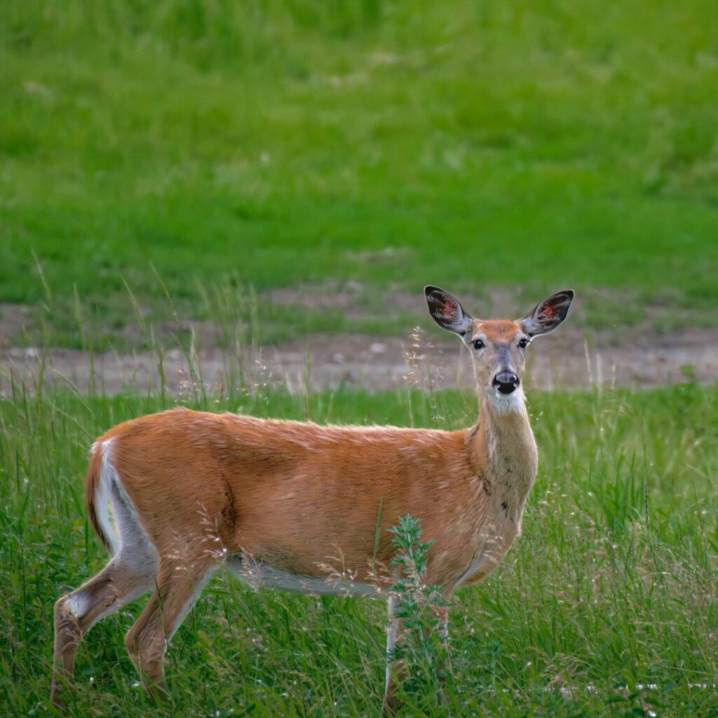 The White-Tailed Deer: Grace Under Pressure