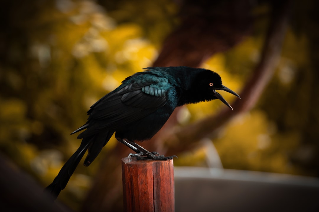 The Raven: America's Dark Prophet of Change (Image Credits: Unsplash)