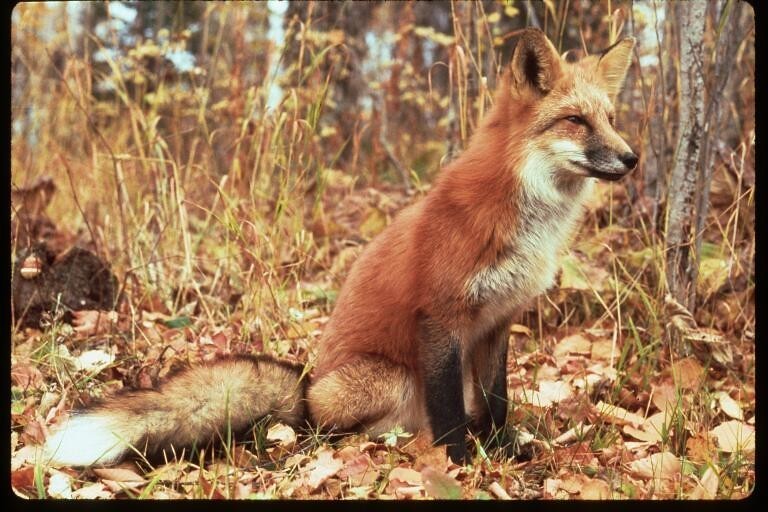 The Red Fox: Autumn's Cunning Seducer (Image Credits: Flickr)