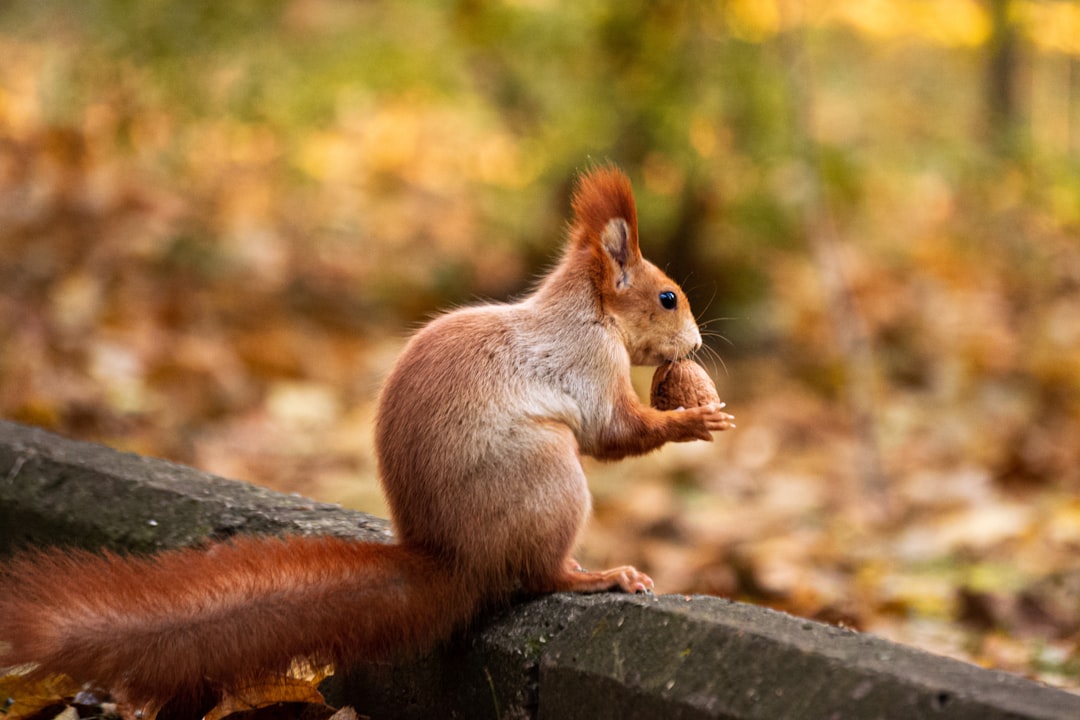 The Industrious Squirrel: Autumn's Master Planner (Image Credits: Unsplash)