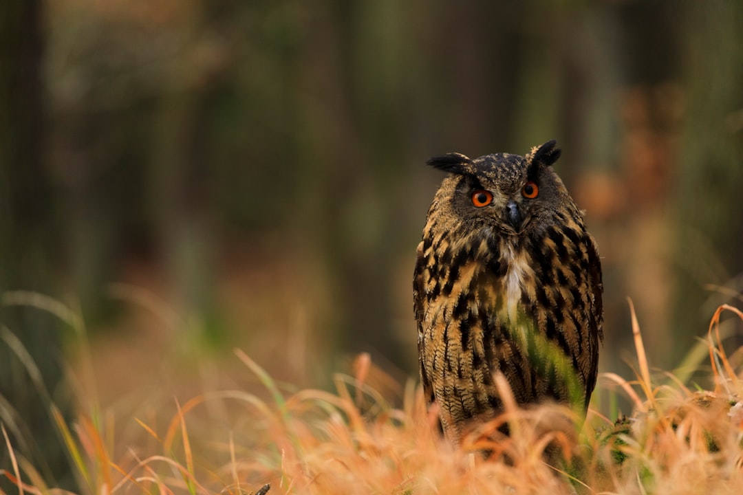 The Wise Owl: Night's Silent Teacher (Image Credits: Unsplash)