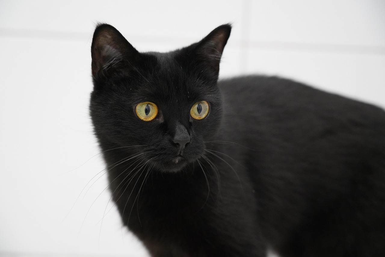 The Mysterious Black Cat: Misunderstood Magic (Image Credits: Pixabay)