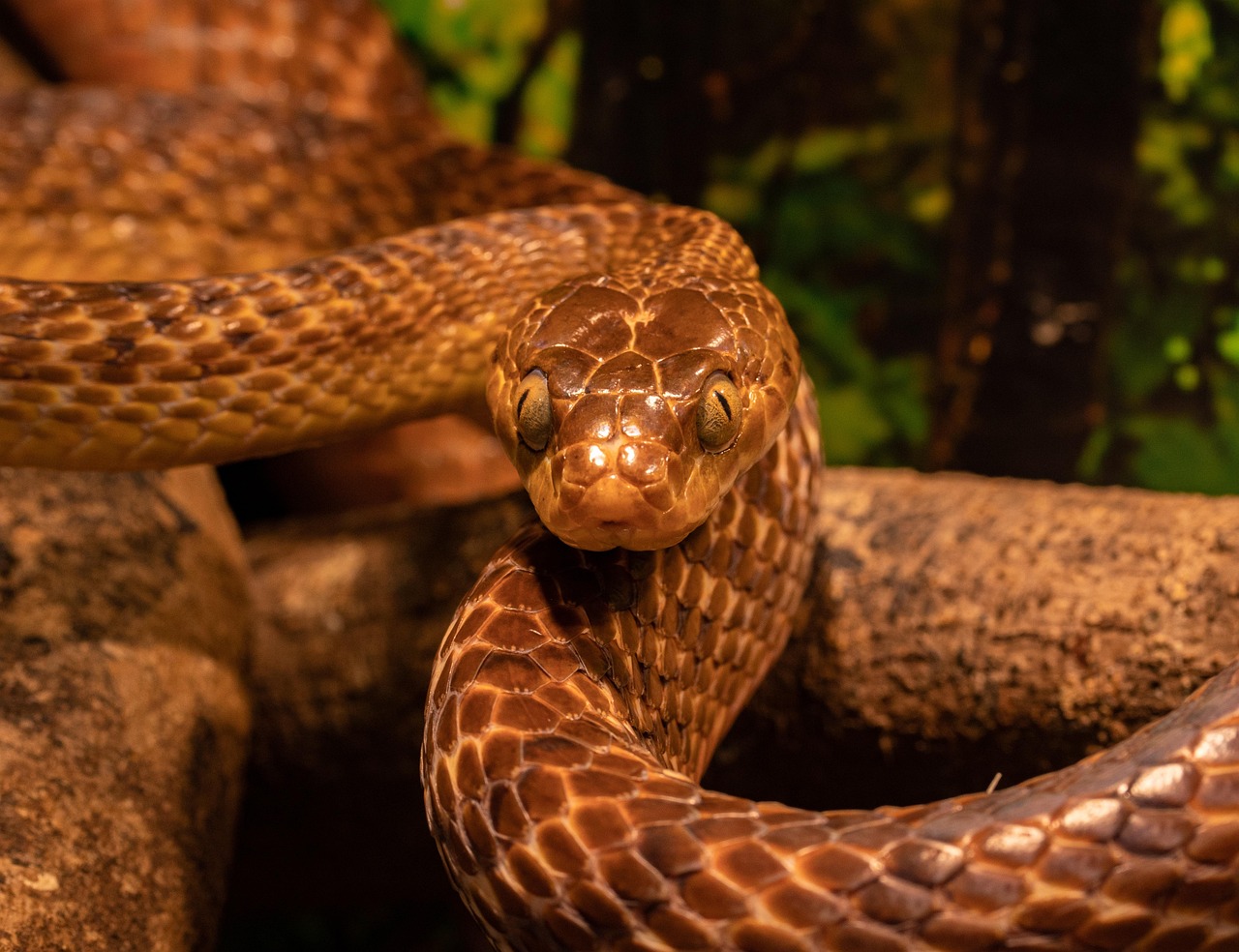 The Transformative Snake: Shedding Old Skin (Image Credits: Pixabay)