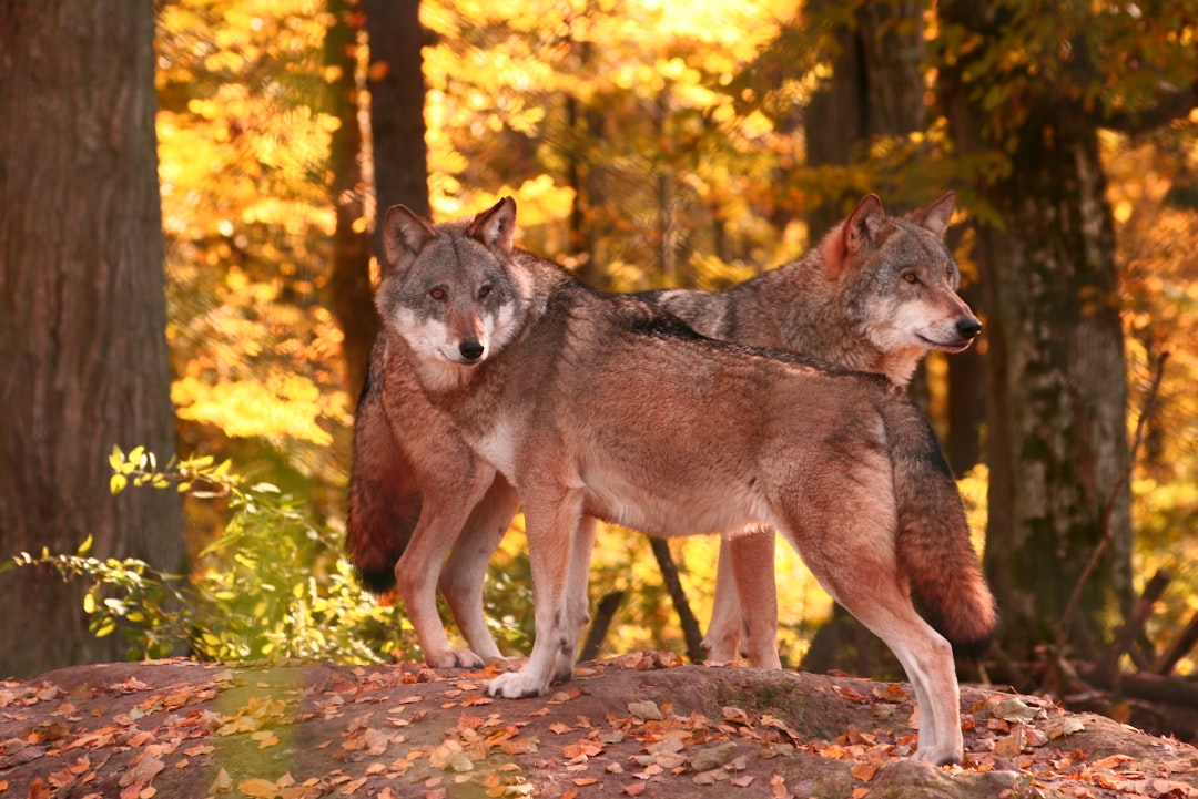 The Loyal Wolf: Pack Wisdom and Wild Freedom (Image Credits: Unsplash)