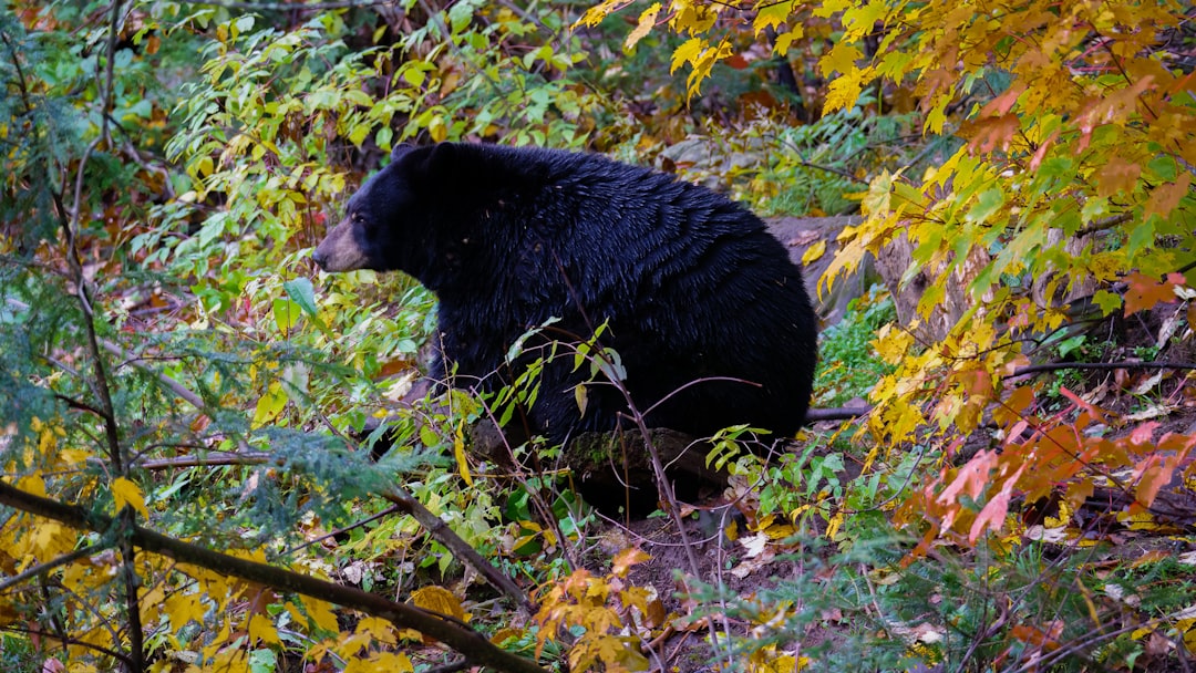 The Powerful Bear: Preparing for Inner Hibernation (Image Credits: Unsplash)