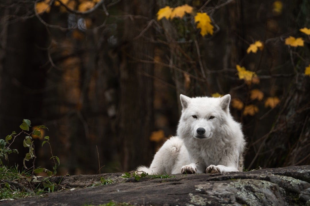 Finding Your Personal Autumn Spirit Animal (Image Credits: Unsplash)