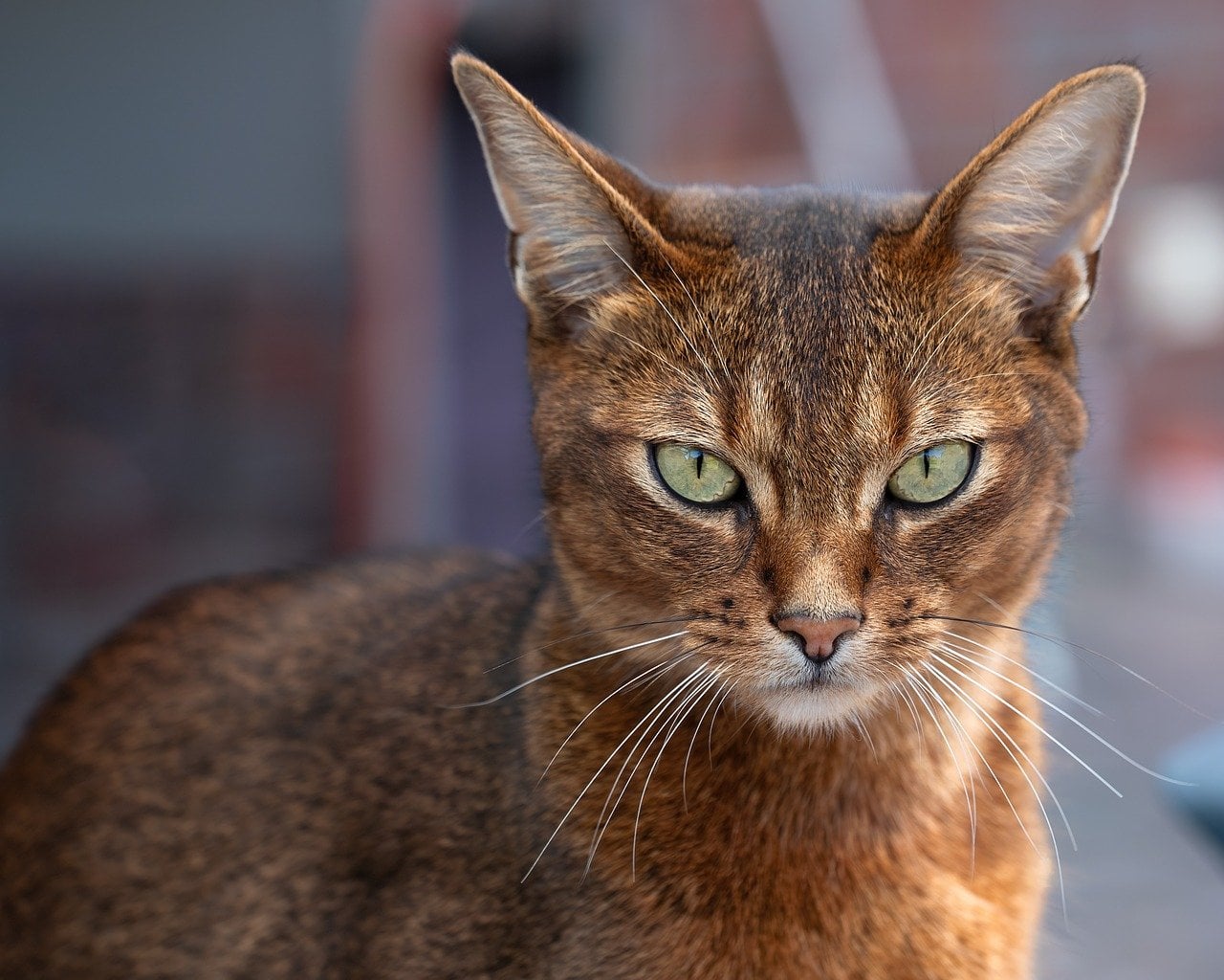 Fire Element Cats: The Dynamic Dynamos (Image Credits: Pixabay)