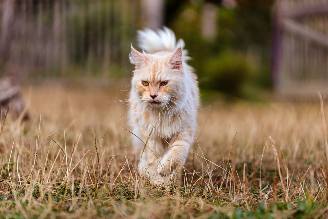 Finding Your Fire Match: High-Energy Breeds (Image Credits: Unsplash)