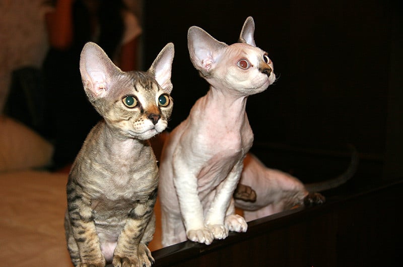 Air Signs: Intellectual Companions (Image Credits: Flickr)