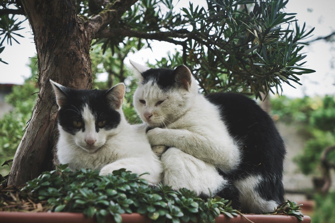 The Perfect Match: Conclusion (Image Credits: Unsplash)