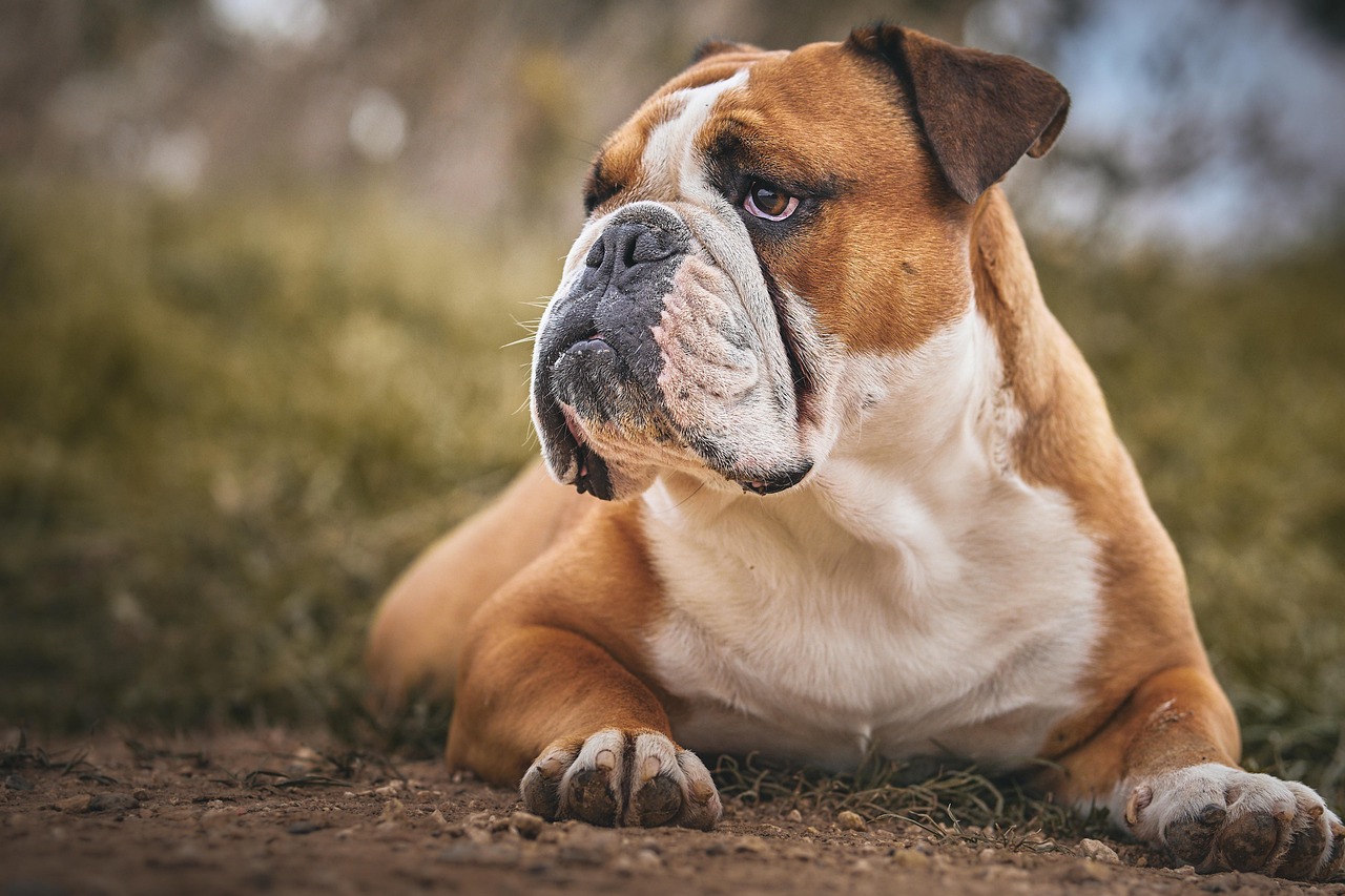 Taurus: The Loyal Bulldog Match (Image Credits: Pixabay)