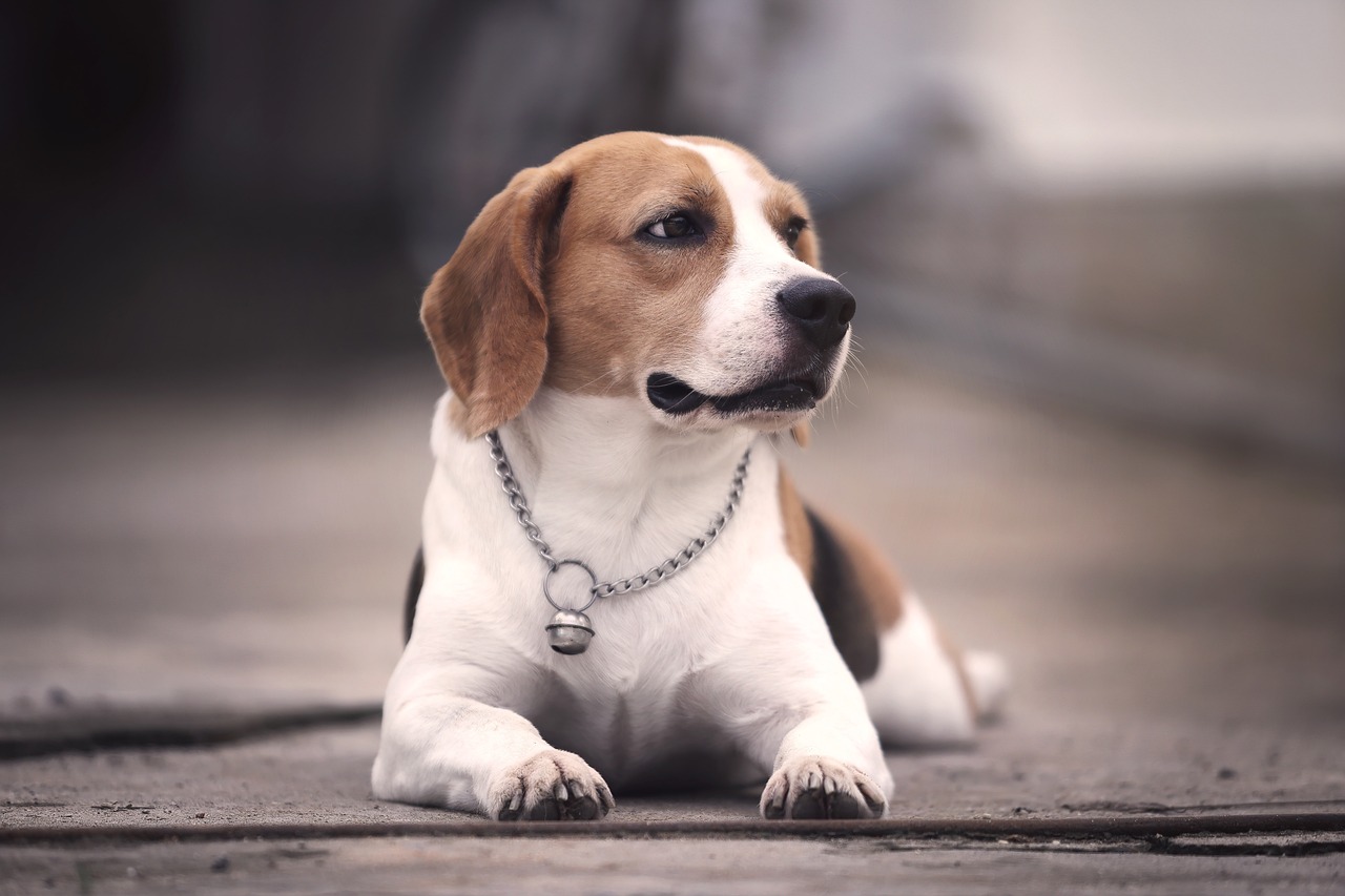 Gemini: The Energetic Beagle Bond (Image Credits: Pixabay)