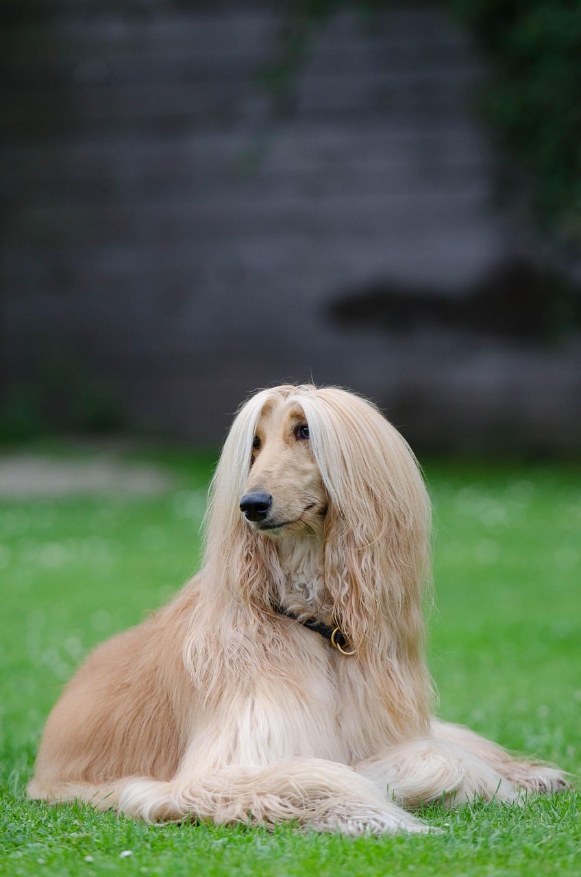 Leo: The Majestic Afghan Hound (Image Credits: Pixabay)