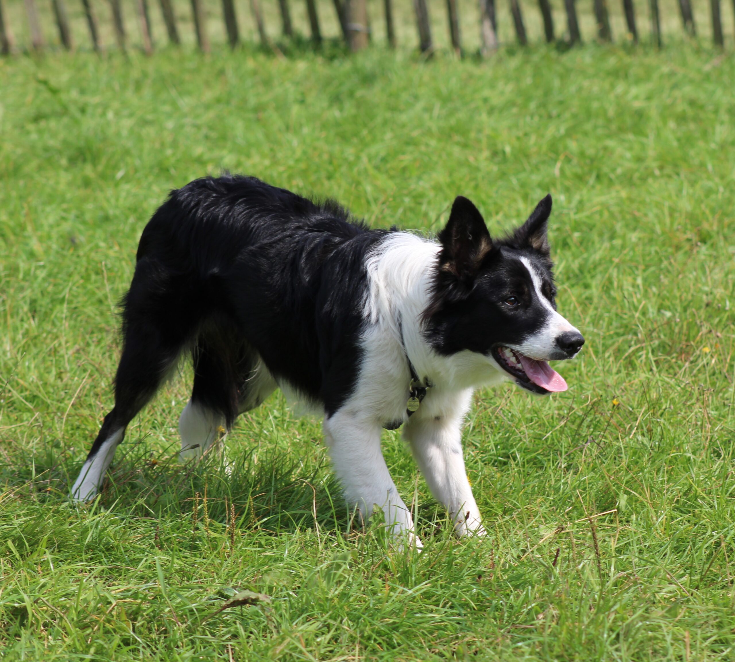 Virgo: The Intelligent Border Collie (Image Credits: Wikimedia)