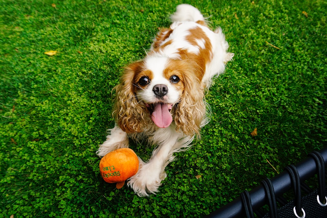 Libra: The Balanced Cavalier King Charles Spaniel (Image Credits: Unsplash)