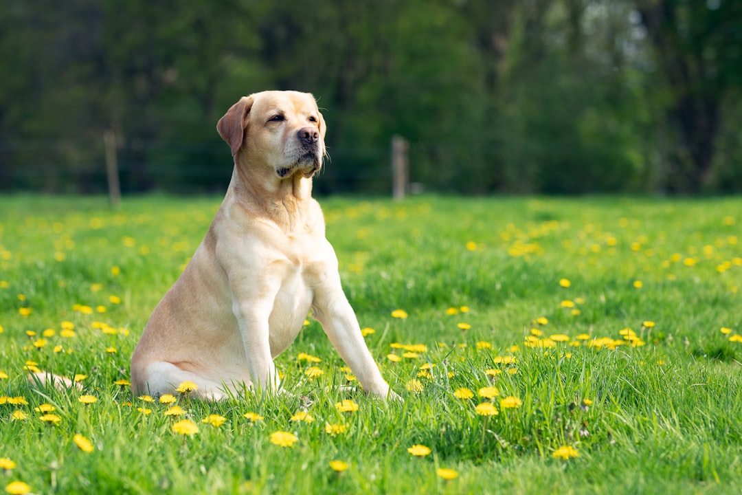 Sagittarius: The Adventurous Labrador Retriever (Image Credits: Unsplash)