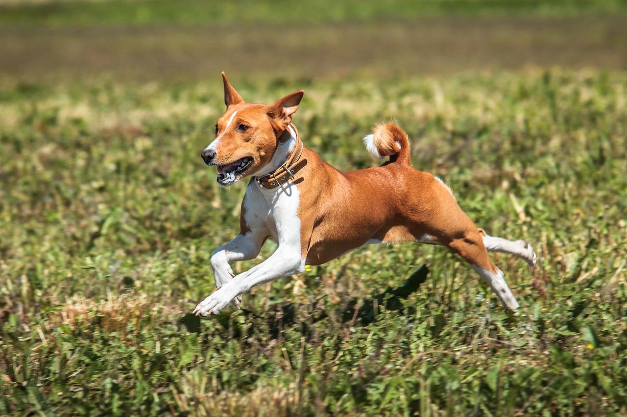 Aquarius: The Independent Basenji (Image Credits: Pixabay)