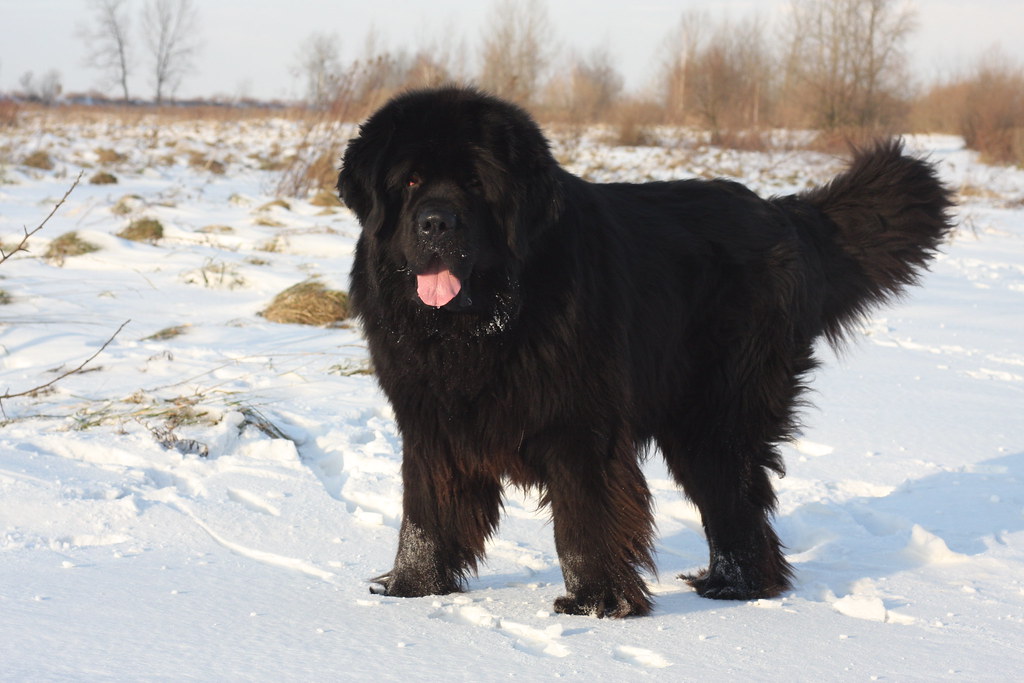 Pisces: The Gentle Newfoundland (Image Credits: Flickr)