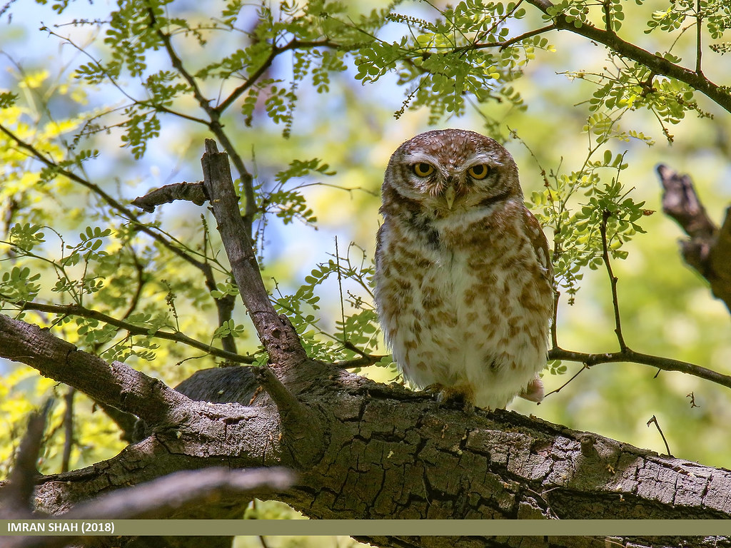 Aurora: The Forest Owl's Mystic Princess (Image Credits: Flickr)