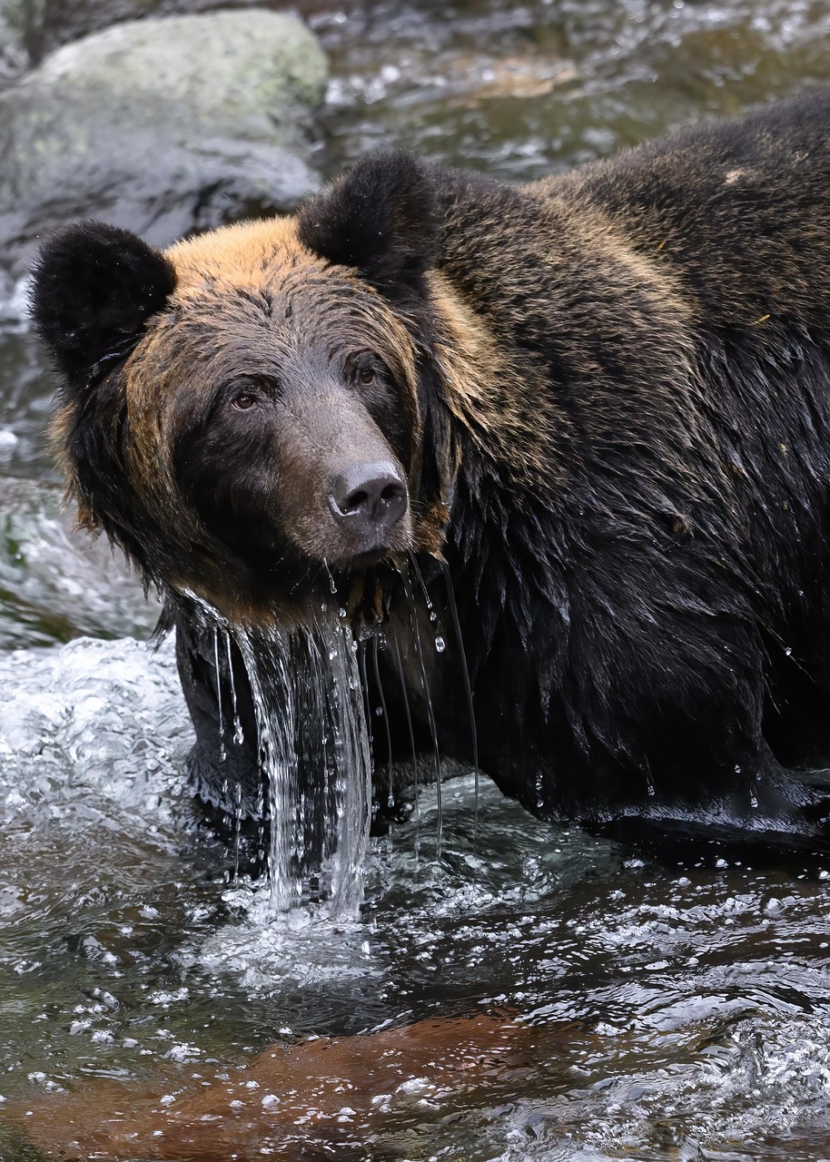 Merida: The Bear-Hearted Warrior (Image Credits: Pixabay)