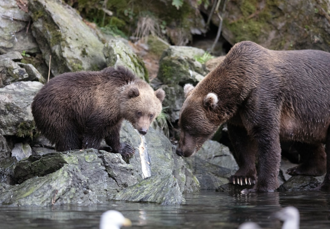 Tiana: The Bayou Bear's Hardworking Friend (Image Credits: Unsplash)
