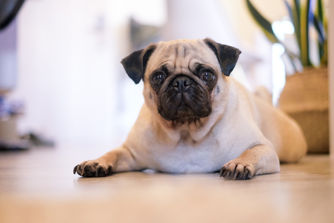 Pug: The Charming Couch Companion (Image Credits: Unsplash)