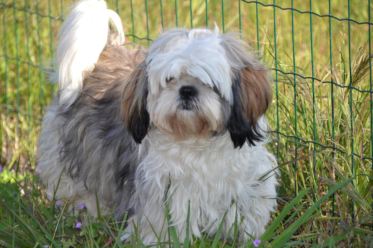 Shih Tzu: The Royal Lapdog (Image Credits: Pixabay)