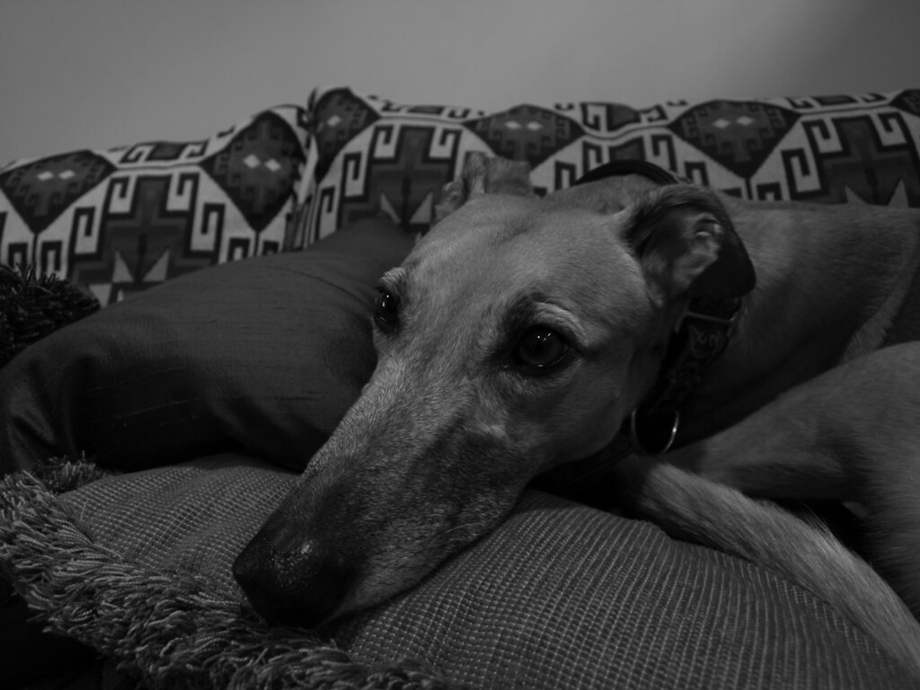 Greyhound: The Surprising Couch Potato (Image Credits: Flickr)