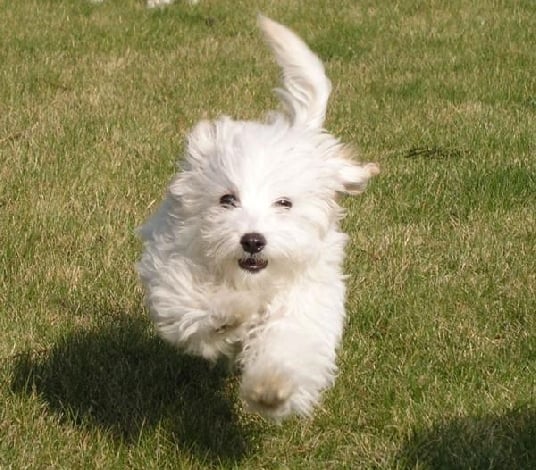Bichon Frise: The Cheerful Cloud (Image Credits: Wikimedia)