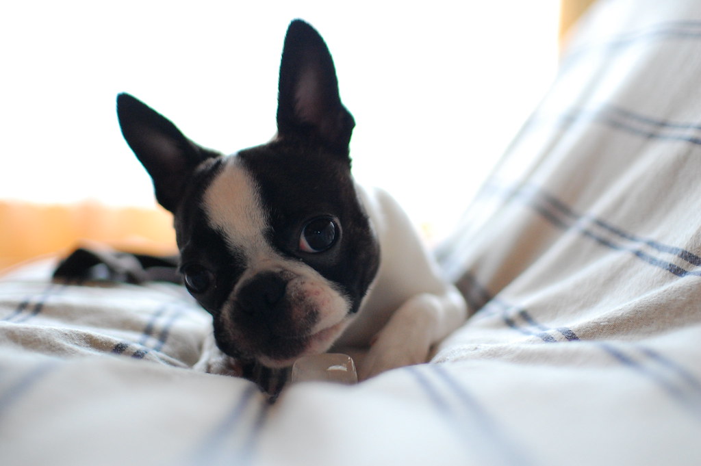 Boston Terrier: The American Gentleman (Image Credits: Flickr)