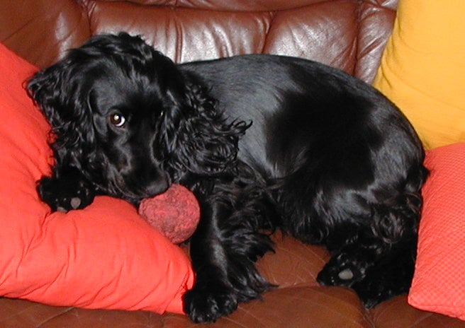 Cocker Spaniel: The Gentle Reader's Companion (Image Credits: Wikimedia)