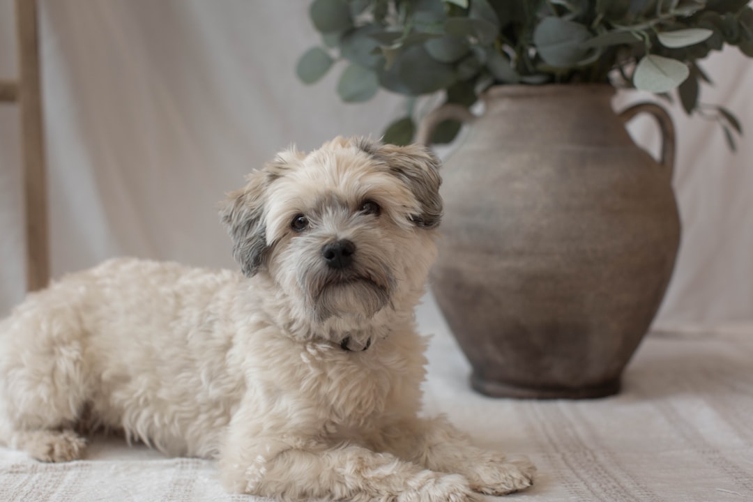 Havanese: The Velcro Dog (Image Credits: Unsplash)
