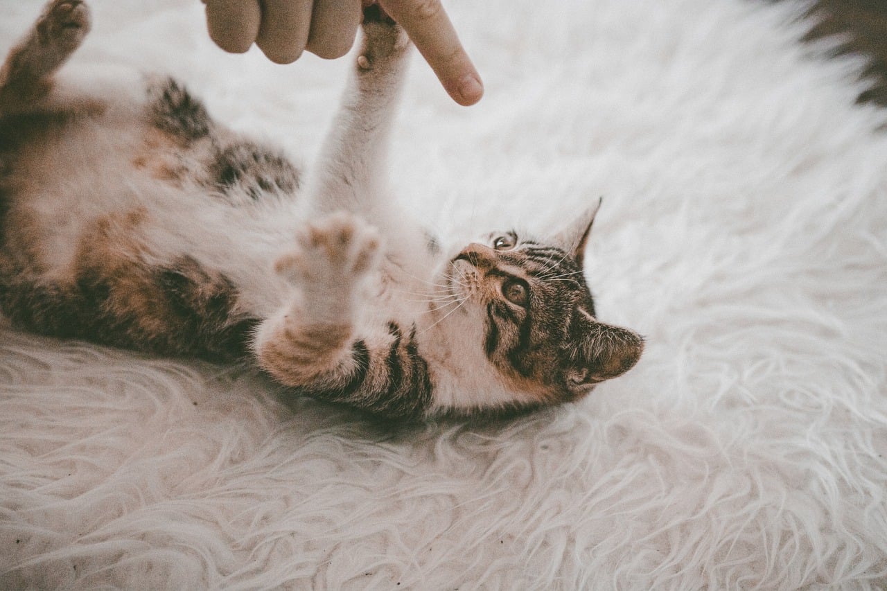 Mental Stimulation and Cognitive Benefits (Image Credits: Pixabay)