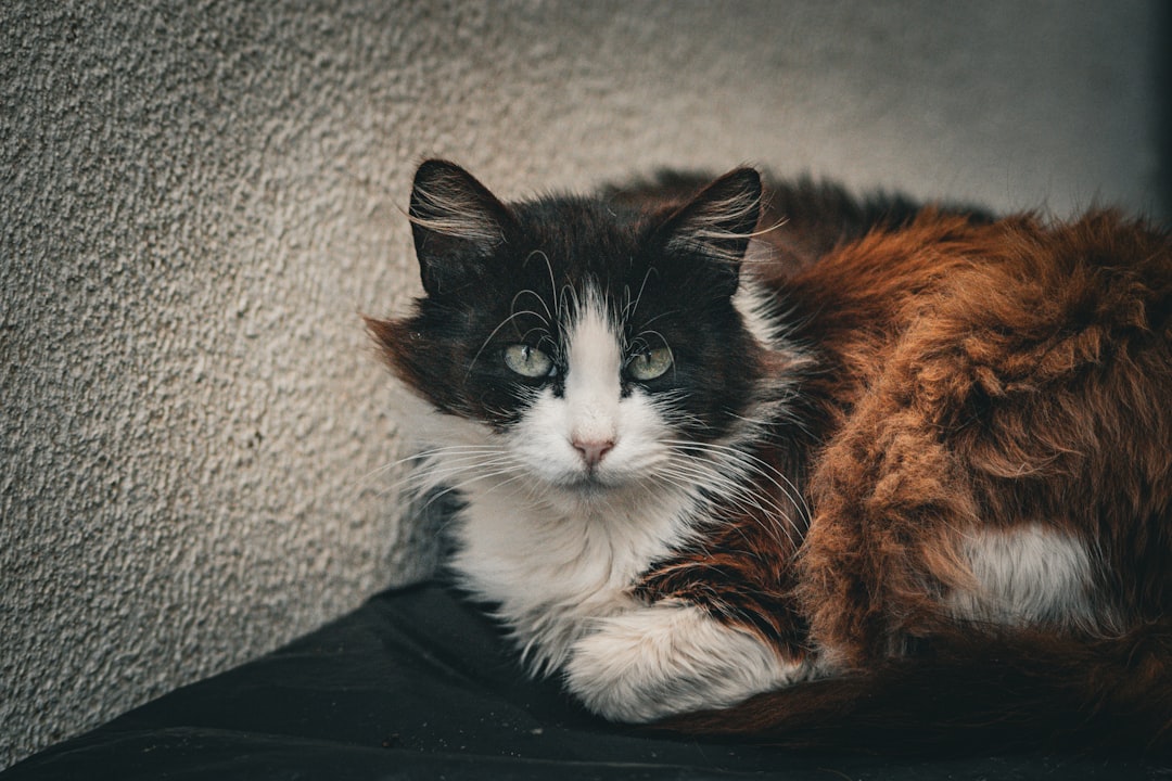 Removing Barriers: Making Cat Ownership Accessible (Image Credits: Unsplash)