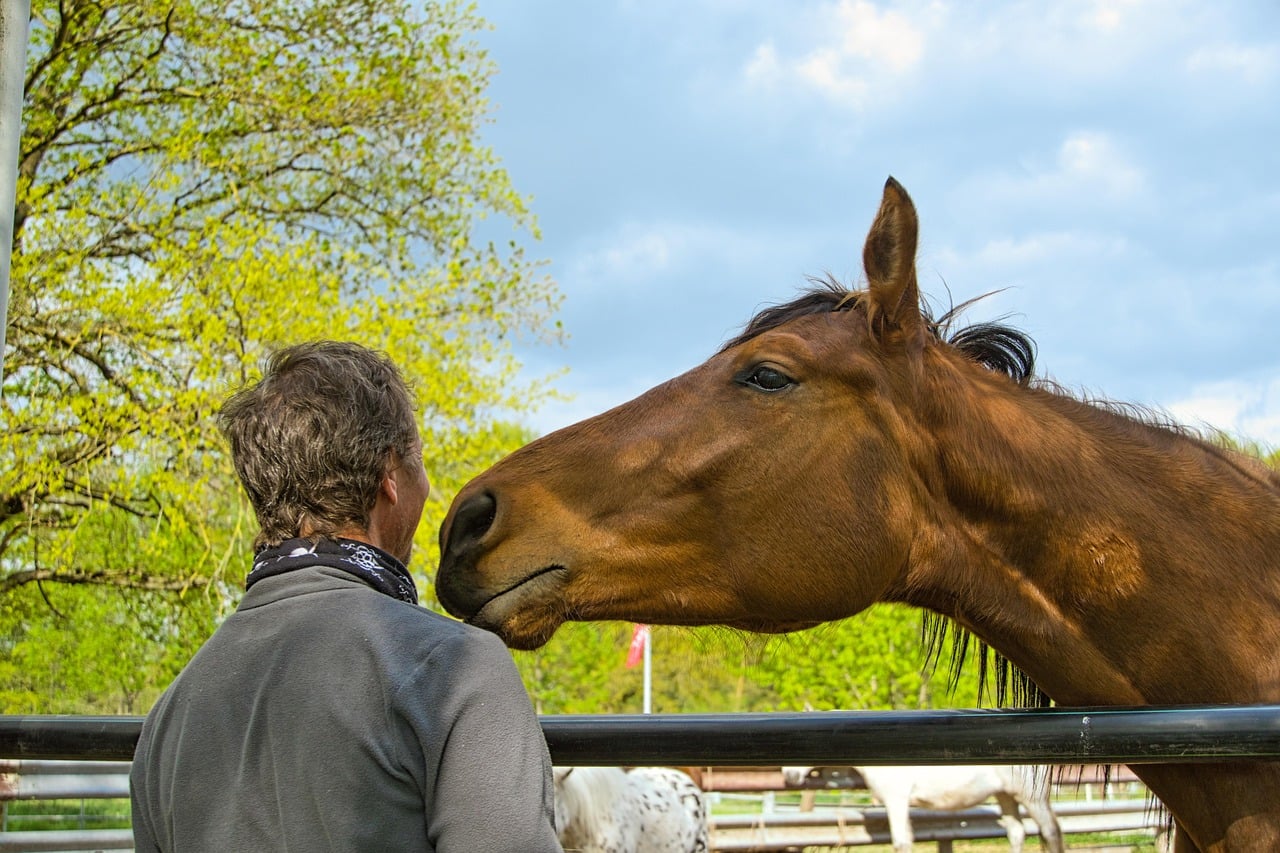 The Science Behind Equine Emotional Intelligence (Image Credits: Pixabay)