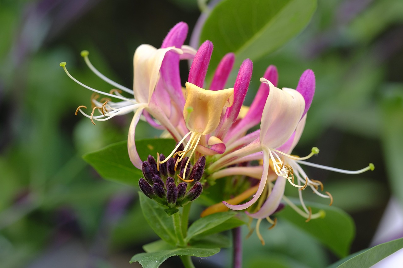 Aries: Honeysuckle - The Bold Pioneer's Sweet Victory (Image Credits: Pixabay)