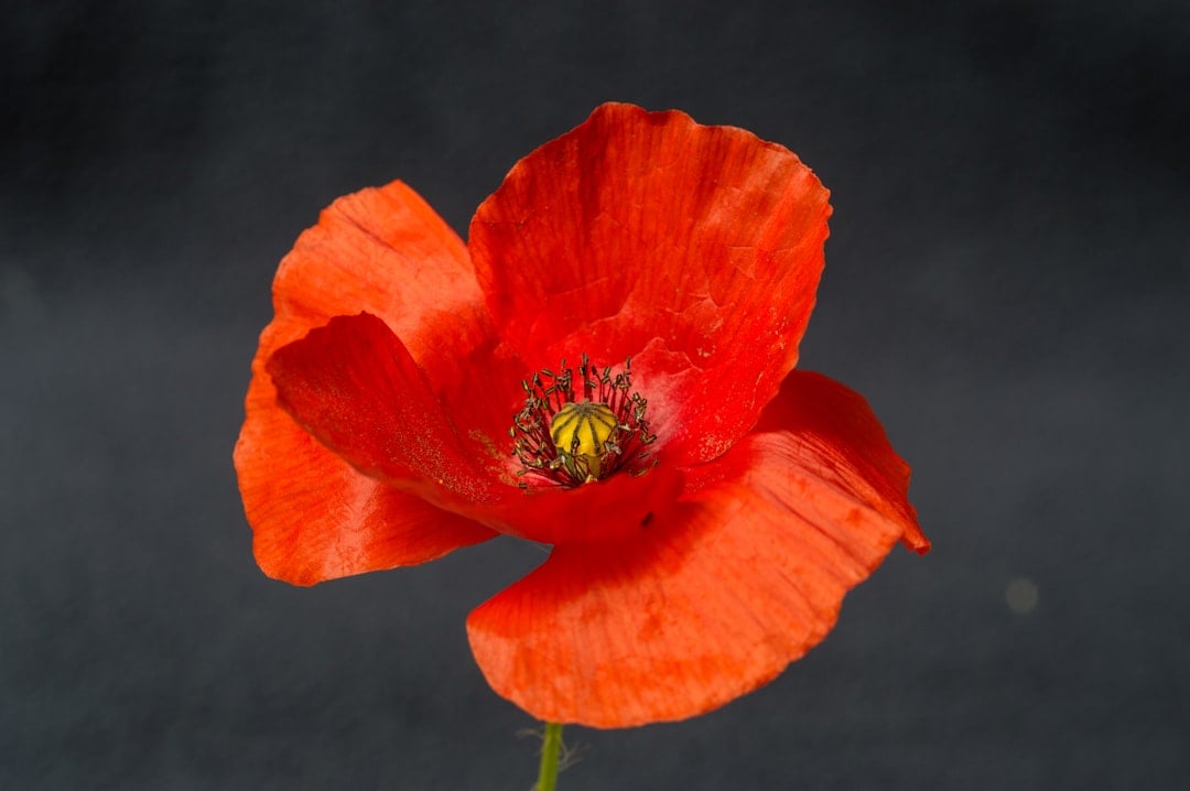 Taurus: Poppy - The Resilient Beauty (Image Credits: Unsplash)