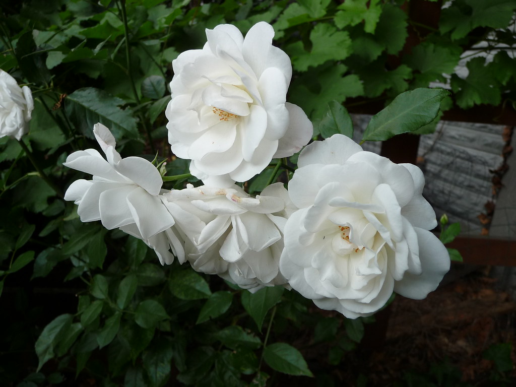 Cancer: White Rose - The Pure-Hearted Guardian (Image Credits: Flickr)
