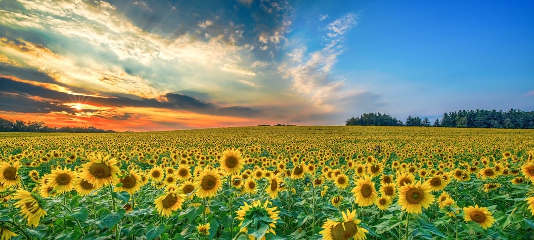 Leo: Sunflower - The Radiant Star (Image Credits: Unsplash)