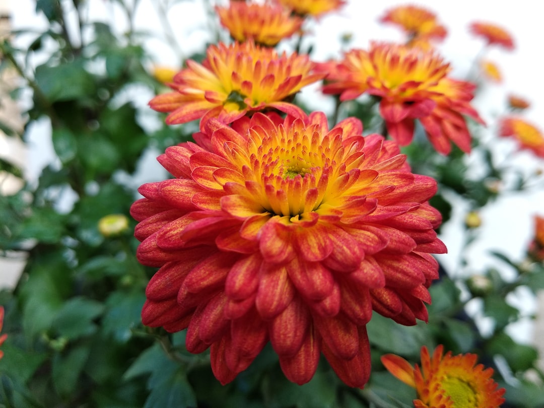 Virgo: Chrysanthemum - The Meticulous Perfectionist (Image Credits: Unsplash)