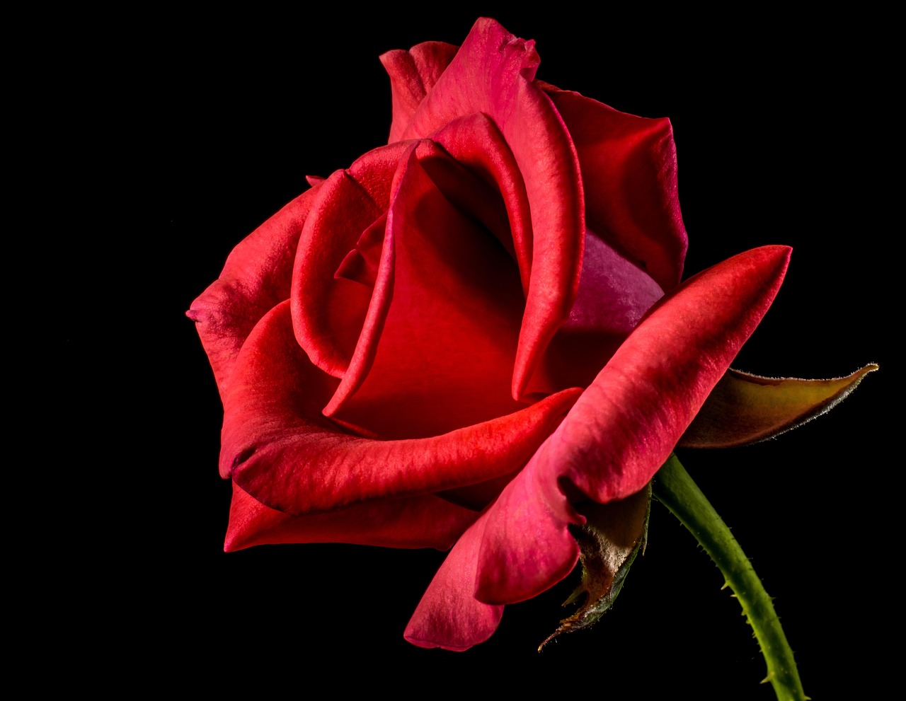 Libra: Rose - The Harmonious Romantic (Image Credits: Pixabay)